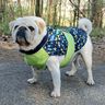 Patron et instructions de couture pour veste pour chien Alma thumbnail number 10