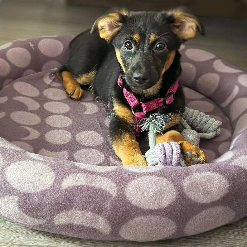 Lit pour chat/lit pour chien - Patron de couture image number 1