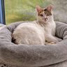 Lit pour chat/lit pour chien - Patron de couture thumbnail number 10