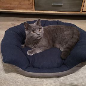 Panier pour chat 