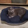 Panier pour chat  thumbnail number 1