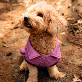 Manteau pour chien P1823 – Poppy Magazine 23