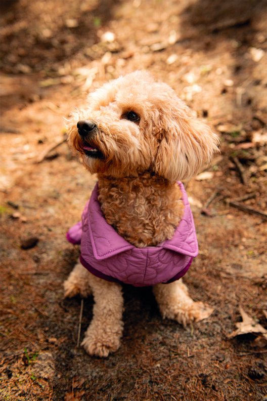 Manteau pour chien P1823 – Poppy Magazine 23 image number 2