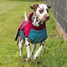 Patron et instructions de couture pour veste pour chien Alma thumbnail number 11