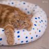Lit pour chat/lit pour chien - Patron de couture thumbnail number 7