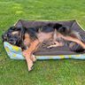 Lit pour chien Alma - patron et instructions de couture thumbnail number 6