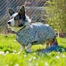 Patron et instructions de couture pour veste pour chien Alma thumbnail number 9