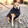Patron et instructions de couture pour veste pour chien Alma thumbnail number 6
