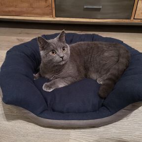 Panier pour chat 