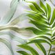 Tissu décoratif Toile feuilles exotiques – vert/blanc,  thumbnail number 2