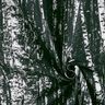 Tissu de décoration Semi-panama forêt de bouleaux – noir/blanc,  thumbnail number 3