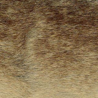 Fourrure synthétique [ 10 cm ] – marron clair, 