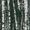 Tissu de décoration Semi-panama forêt de bouleaux – noir/blanc,  thumbnail number 6