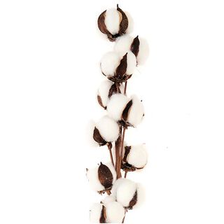 branche de coton [ 1 Pièces ] | Rico Design – écru/marron, 