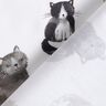 Popeline coton Chats heureux Impression numérique | Poppy Fabrics – blanc,  thumbnail number 4