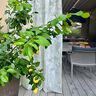 Extérieur Tissu pour voilages Feuilles 315 cm – vert,  thumbnail number 7