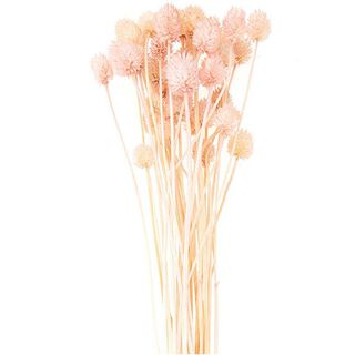 Carde japonaise séchée [ 50 g ] | Rico Design – rose vif, 