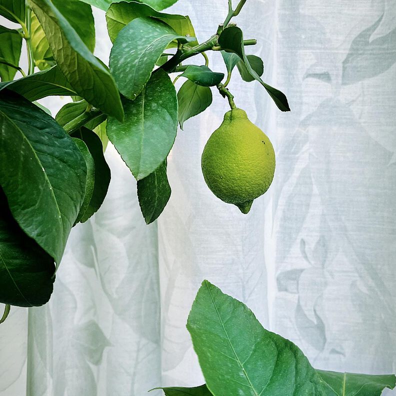 Extérieur Tissu pour voilages Feuilles 315 cm – nature,  image number 8