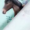 Jersey coton Cheval en fleurs | Glitzerpüppi – bleu glacier/violet pastel,  thumbnail number 4